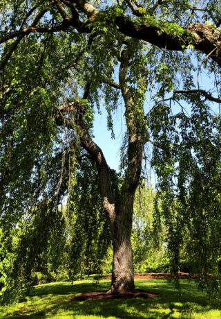 Tall lush weeping willow tree at Alms park
